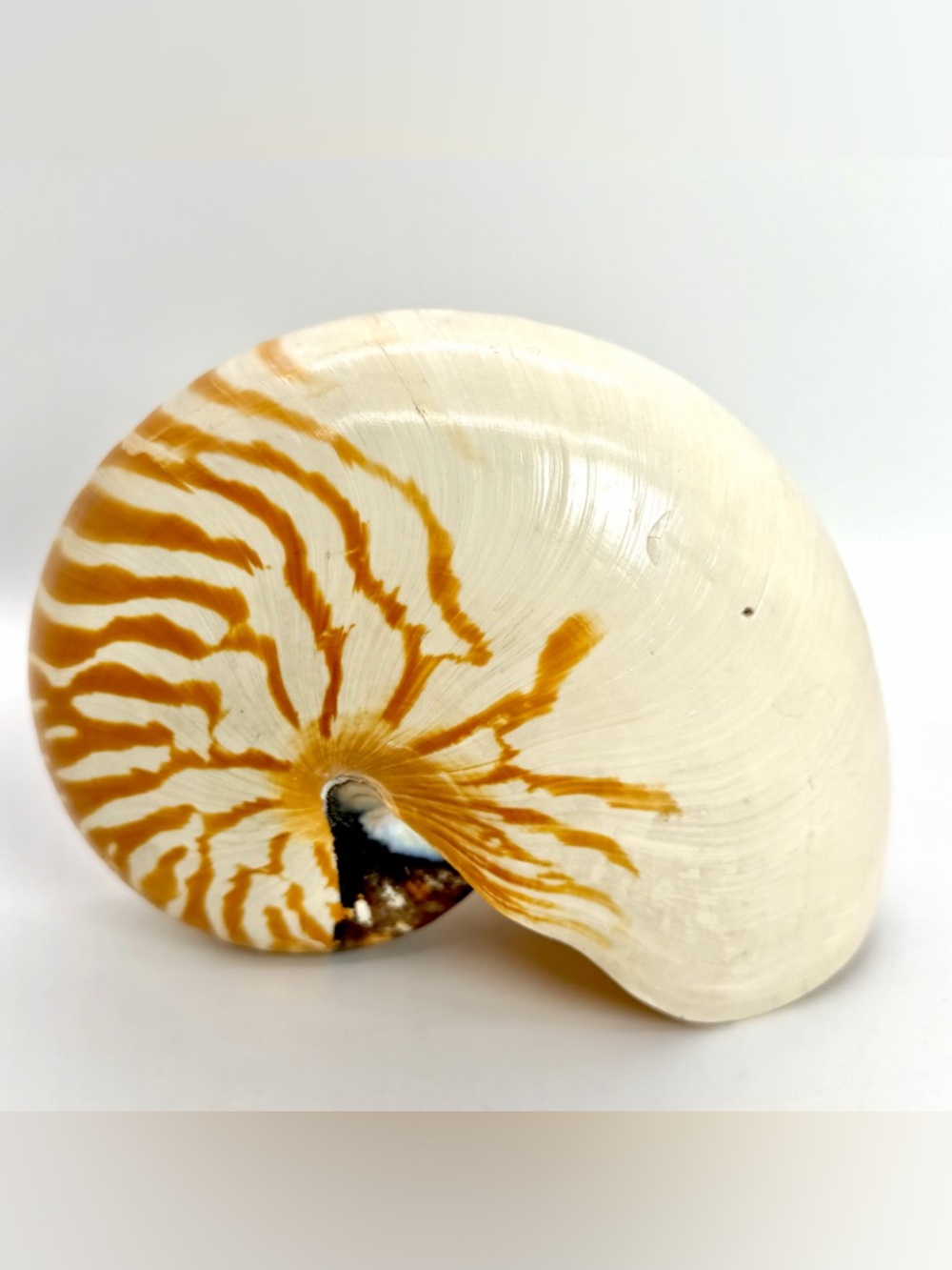 6” Nautilus Shell Tiger Striped Coastal Decor Accent READ Description - Picture 5 of 15